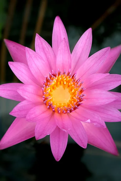 stock image Lotus Flower