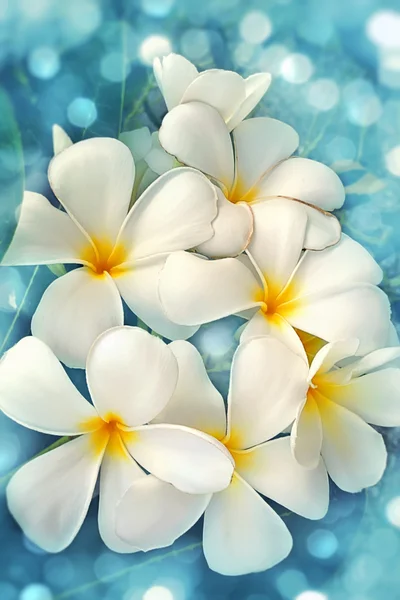 Flowering magnolia — Stock Photo, Image
