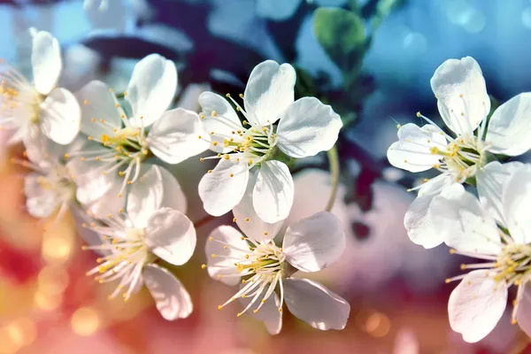 Kwitnąca wisnia — Zdjęcie stockowe