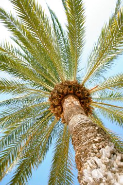 Sahildeki palmiye ağacı