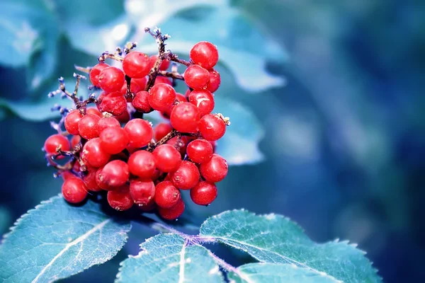 Piros bogyós gyümölcsök — Stock Fotó
