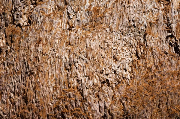 Sekvojovec kůra — Stock fotografie