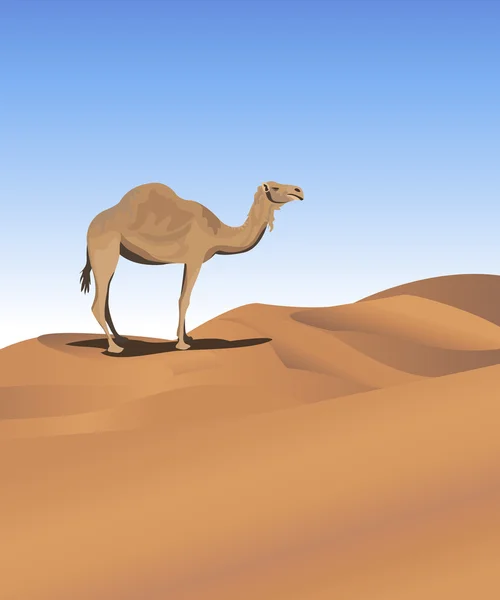 Camelo no deserto — Vetor de Stock