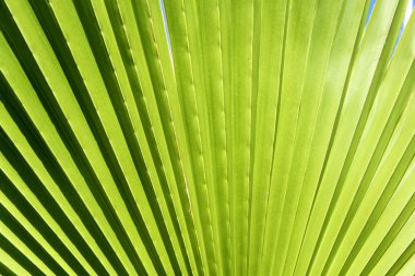 Palm leaf clipart