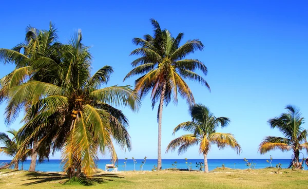 Okyanus kıyısında palmiye ağaçları — Stok fotoğraf