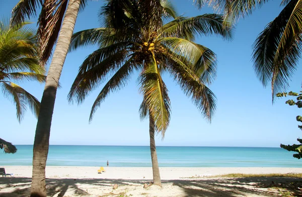 Пляж с пальмами — стоковое фото