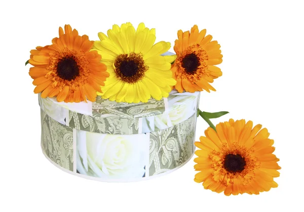 Una caja redonda con un regalo y flores sobre fondo blanco — Foto de Stock