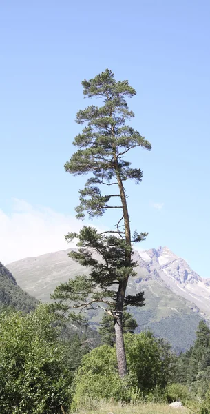 stock image A curve pine against mountains