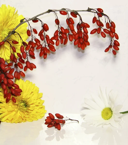 A barberry branch, yellow flowers and camomile — Stock Photo, Image