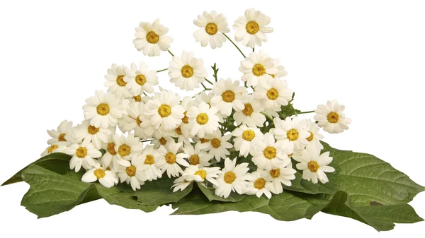 흰색 바탕에 camomiles의 꽃다발 스톡 사진