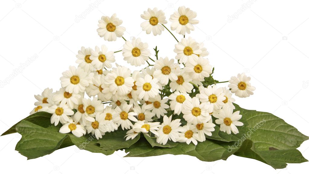 A bouquet of camomiles on a white background