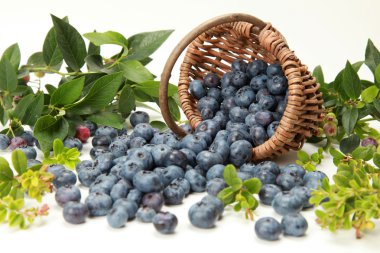 Blueberries clipart