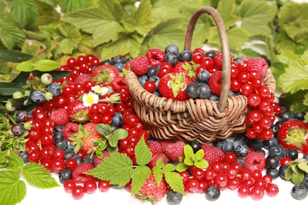 stock image Berries