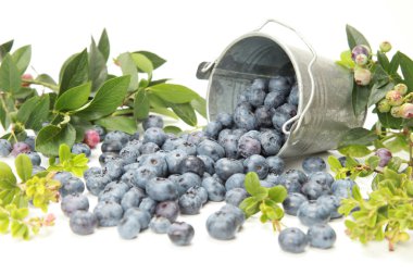 Blueberries clipart