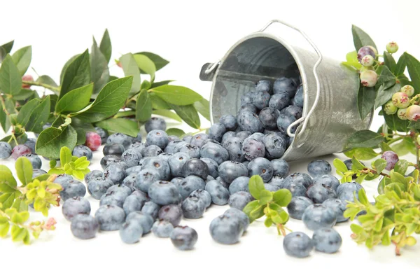 stock image Blueberries