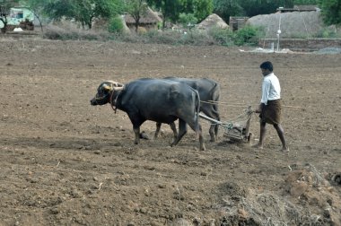 Bullocks plowing clipart