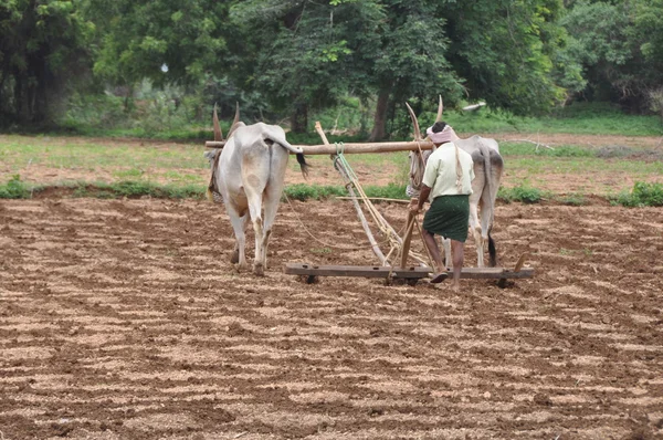 stock image Bullocks plowing