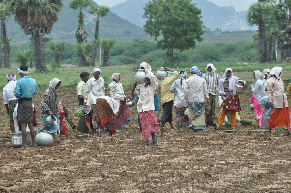 Landwirtschaft in Indien — Redaktionelles Stockfoto © Geronimo #7257428