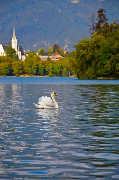 Swan on Bled lake — Stock Photo, Image