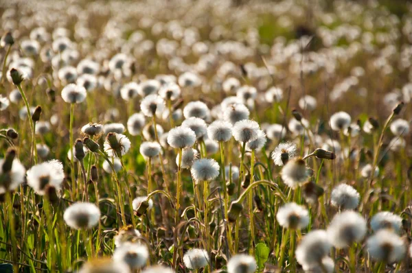 blowballs alanı