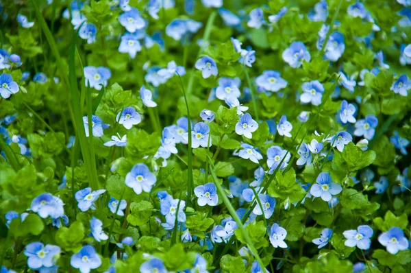 stock image Small flowers