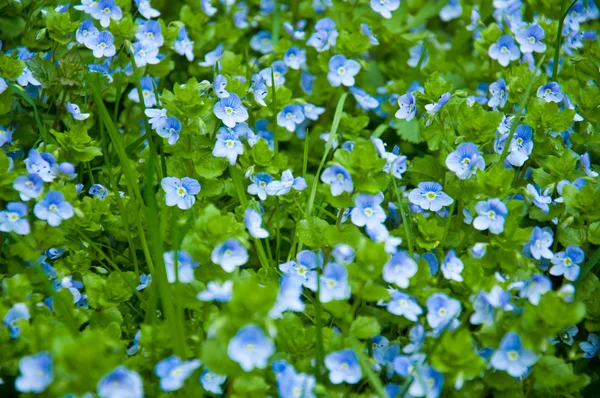 stock image Small flowers