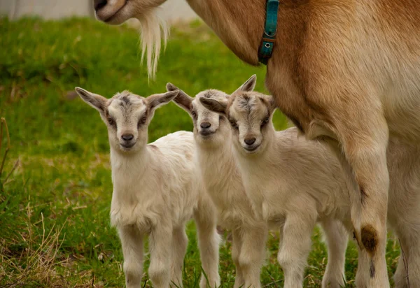 Drie kleine geiten — Stockfoto