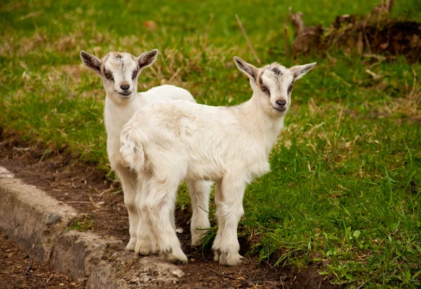 Dos pequeñas cabras —  Fotos de Stock