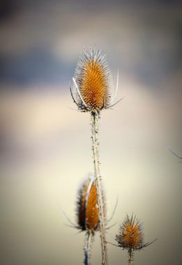 Thistle clipart