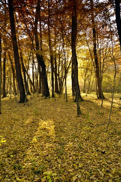 Лес Лицензионные Стоковые Фото