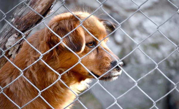 Locked dog — Stock Photo, Image