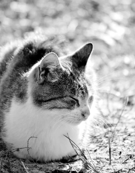 Милая кошка Лицензионные Стоковые Фото