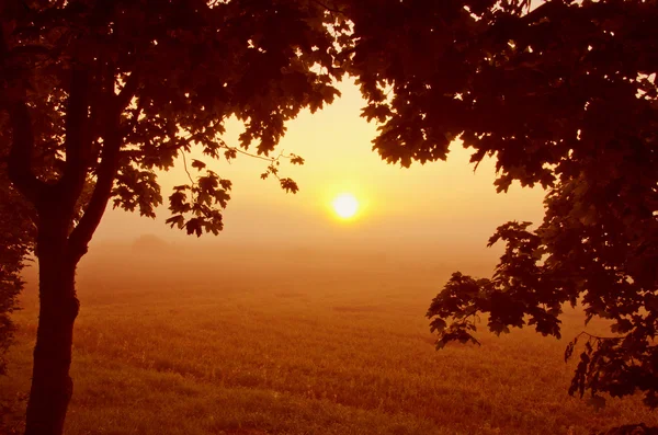 Schöner Morgenblick durch Ahornzweige. — Stockfoto