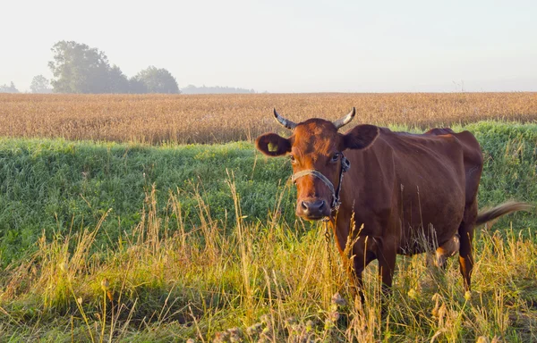 Grazende bruin koe. — Stockfoto