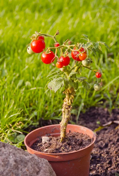Tomatoes growing in small pot. — Stock Photo, Image