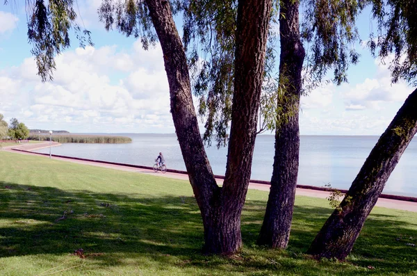 Willow near lake, bicycle path. — Stock Photo, Image