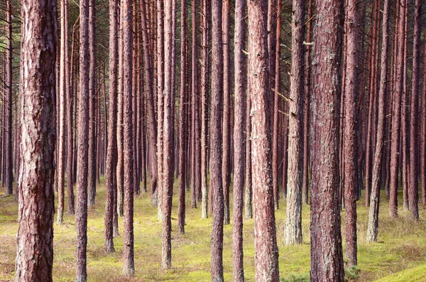 Pine forest trunks. — Stock Photo, Image