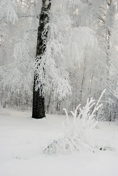 白樺の枝上の霜します。. — ストック写真
