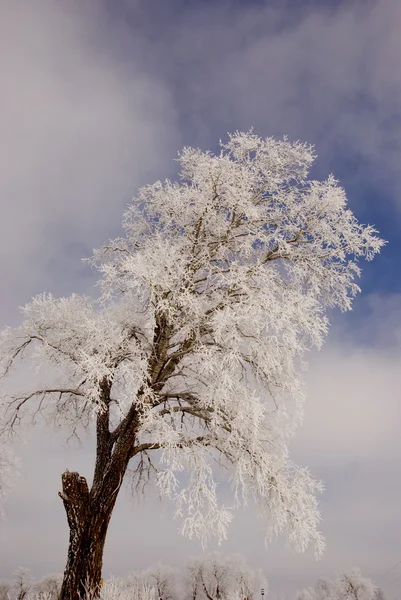 Buzlu cam ağacı. — Stok fotoğraf