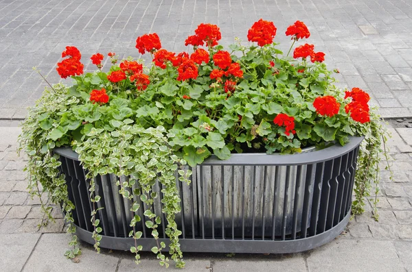 Rode bloemen groeien in modernistische pot. — Stockfoto