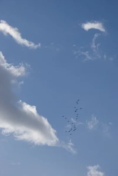 Aves migrando a regiones cálidas . — Foto de Stock