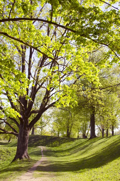 Long lived tree alley in the spring. — Stock Photo, Image