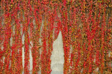 Colorful creepers covers wall made of concrete. Autumn colors. clipart