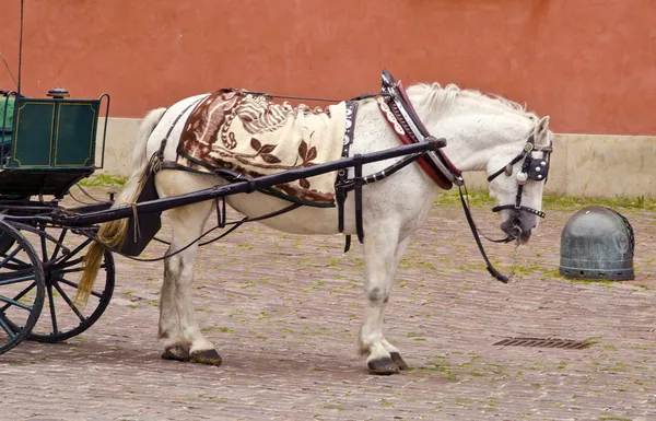 stock image Antique carriage harnessed with white horse. Wedding.