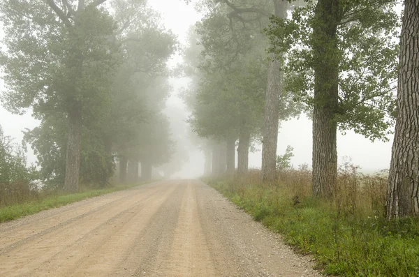 有雾的碎石路包围老树胡同. — 图库照片