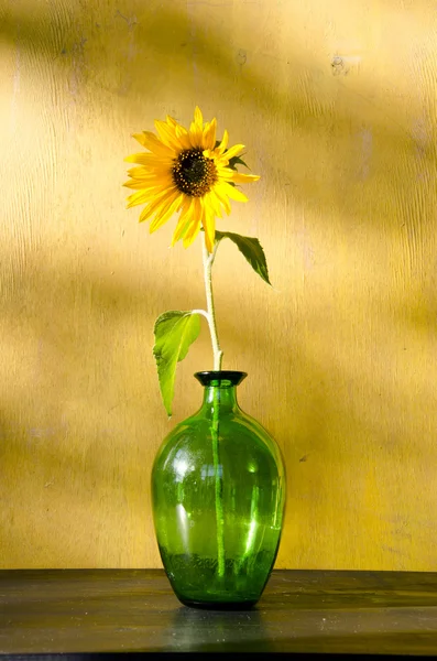 Słonecznik, w szklanej na tle ściana żółty. — Zdjęcie stockowe