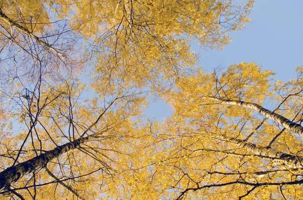 Gul björk blad tips. naturliga hösten mittpunkten. — Stockfoto