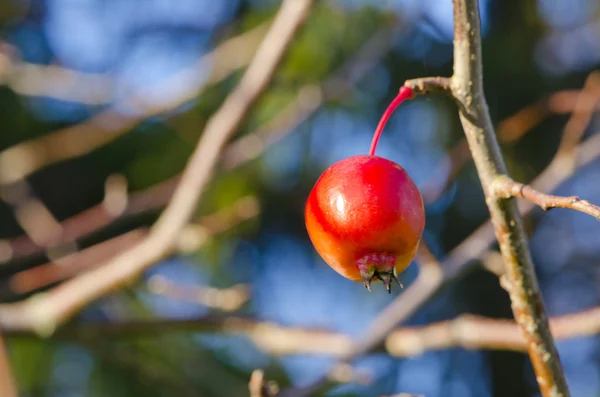 Маленькое красное яблоко висит на ветке яблони . — стоковое фото
