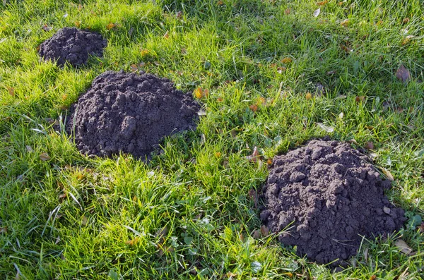 Mollen graven mole-heuvels in weide. parasitaire dieren. — Stockfoto