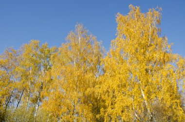 Yellow forest birch leaf top. Autumn beauty.